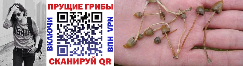Галлюциногенные грибы прущие грибы  Купить  Петропавловск-Камчатский 
